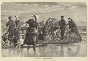 Un banco di sgombri
